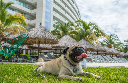 Mundo Imperial: hoteles pet friendly en Guerrero y Yucatán