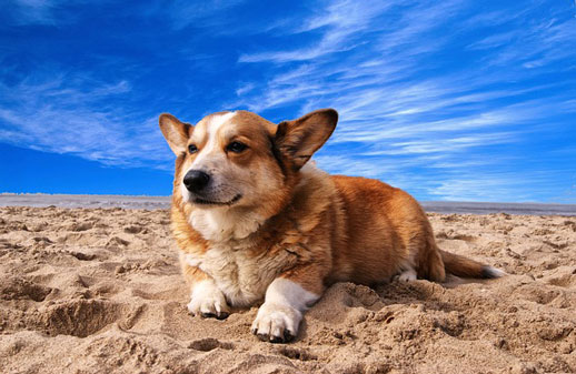 Verano pet friendly en playas mexicanas