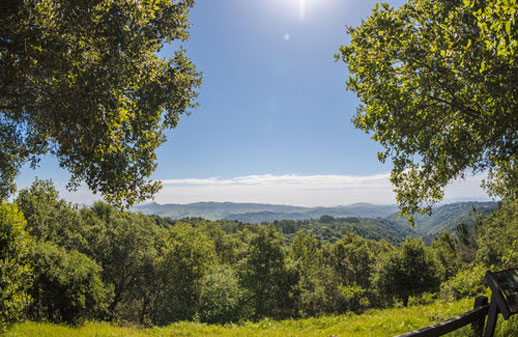 Un viaje a los bosques urbanos de Oakland