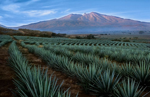 Comenzó la Feria Nacional del Tequila en Jalisco