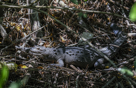 Costalegre: 13 sitios Ramsar para hacer ecoturismo