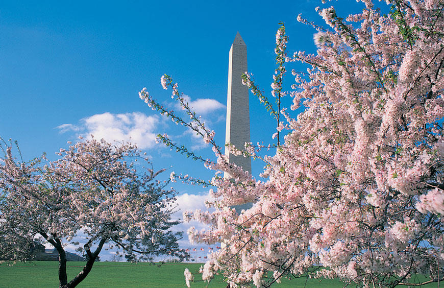 Inicia la temporada de cerezos en Washington