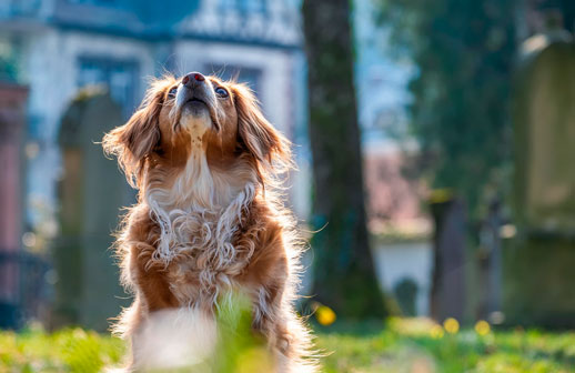 Cinco destinos de lujo para viajar con mascotas