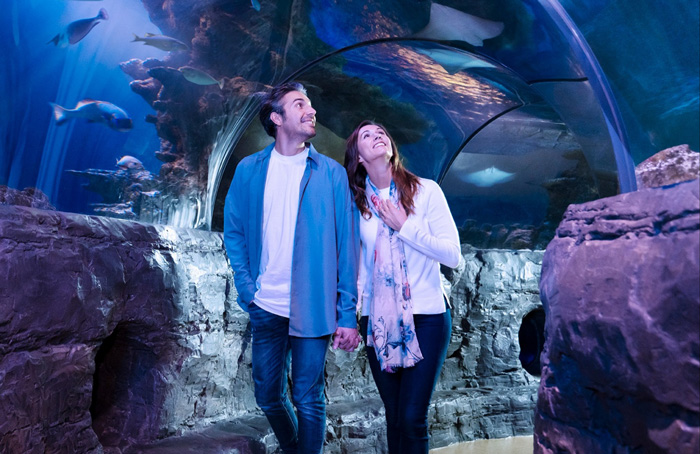 SEA LIFE ovaciona la llegada de nuevos integrantes marinos