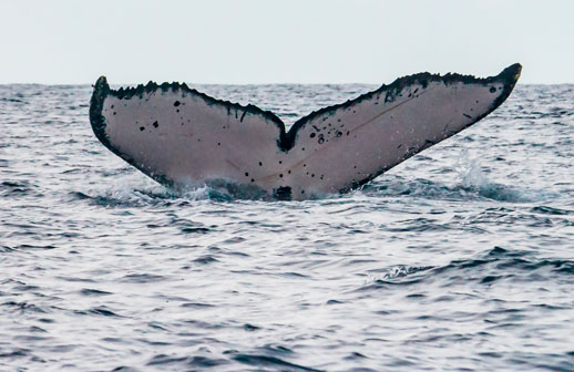 Panamá: la temporada de ballenas está por comenzar