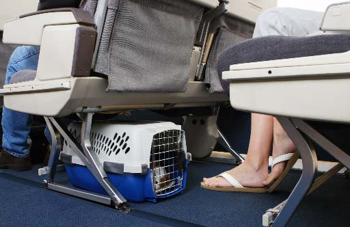 Cómo cuidar a las mascotas en lo viajes