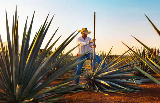Las mejores experiencias turísticas de México serán reconocidas en Tequila