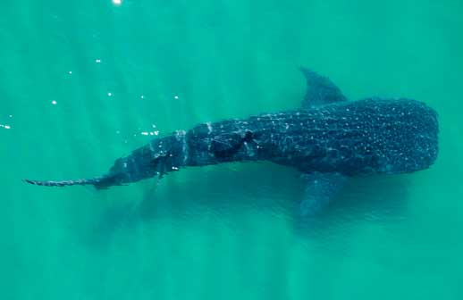 La Paz inaugura la temporada de avistamiento de tiburón ballena