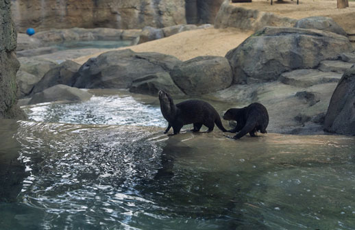 Santa Ana inaugura el hábitat más innovador de su zoológico