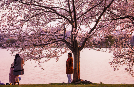 Washington anuncia el inicio de la temporada de Cerezos en Flor