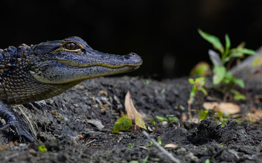 Kissimmee, el lado salvaje de Florida