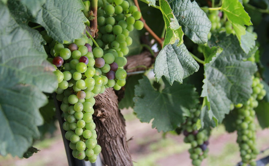 Obtiene Querétaro nombramiento como Región Vinícola