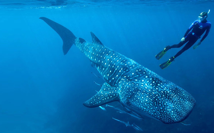 Inicia temporada de avistamiento de Tiburón Ballena 